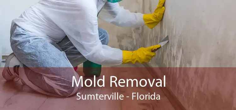 Mold Removal Sumterville - Florida