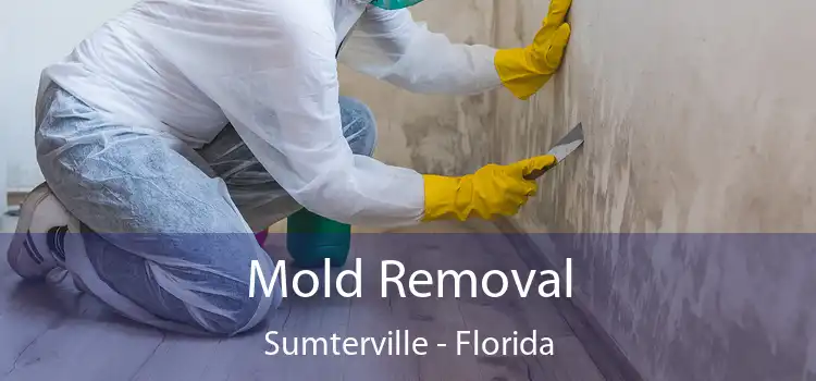 Mold Removal Sumterville - Florida