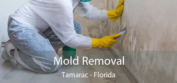 Mold Removal Tamarac - Florida