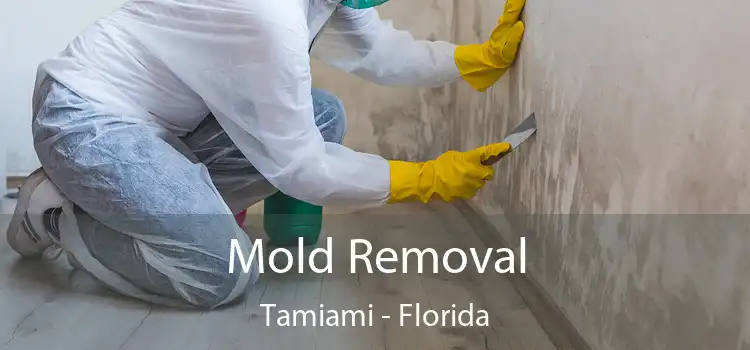 Mold Removal Tamiami - Florida