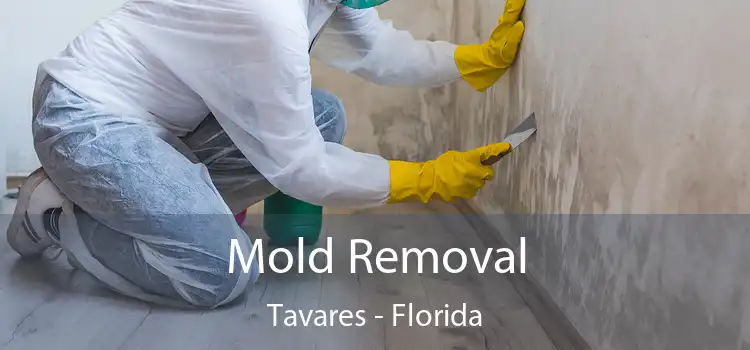 Mold Removal Tavares - Florida