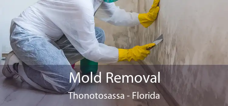 Mold Removal Thonotosassa - Florida