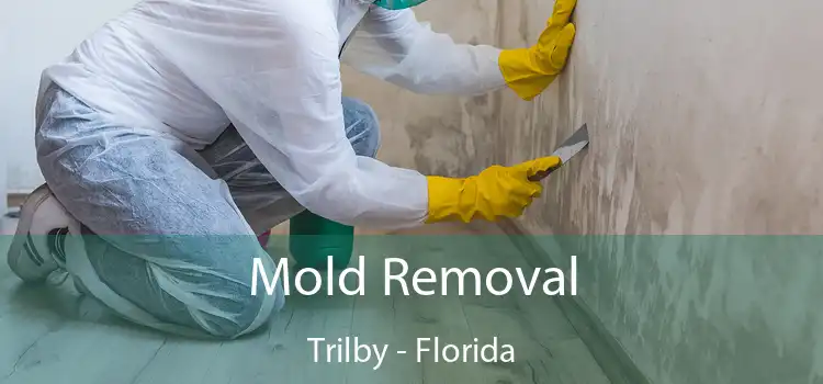 Mold Removal Trilby - Florida