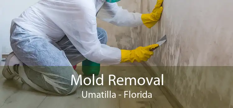 Mold Removal Umatilla - Florida