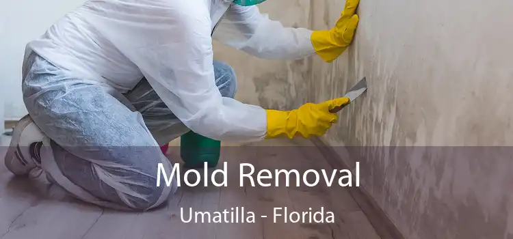 Mold Removal Umatilla - Florida