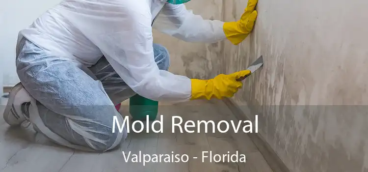 Mold Removal Valparaiso - Florida