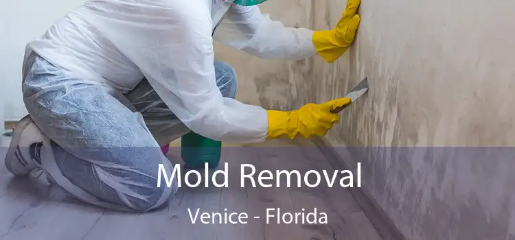 Mold Removal Venice - Florida