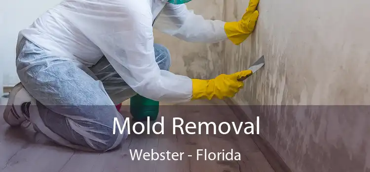 Mold Removal Webster - Florida