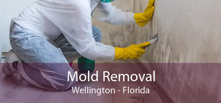 Mold Removal Wellington - Florida