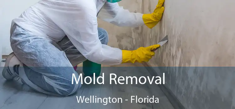 Mold Removal Wellington - Florida