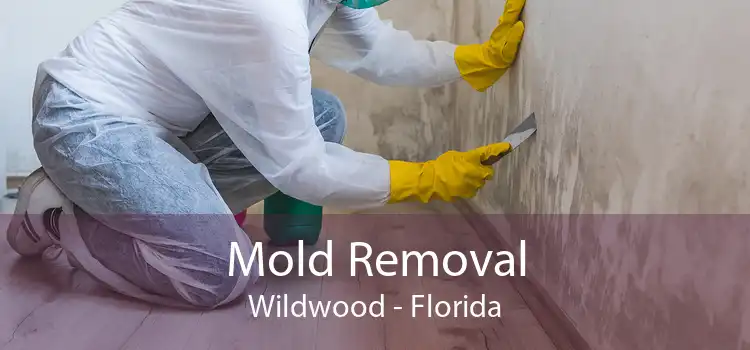 Mold Removal Wildwood - Florida