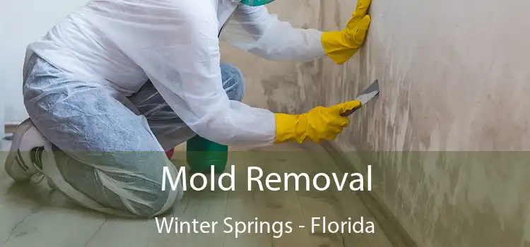 Mold Removal Winter Springs - Florida