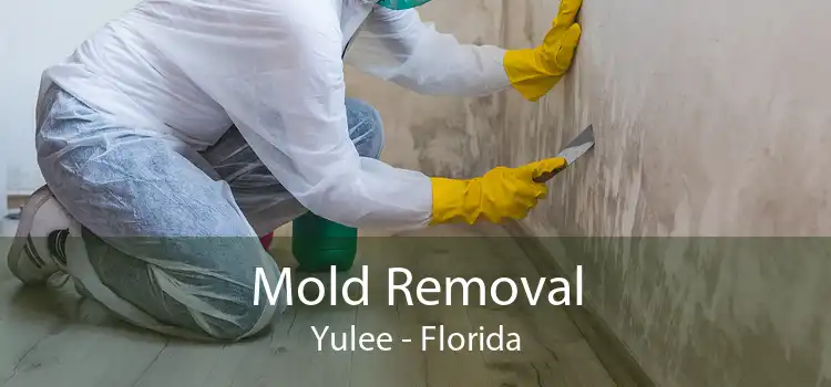Mold Removal Yulee - Florida