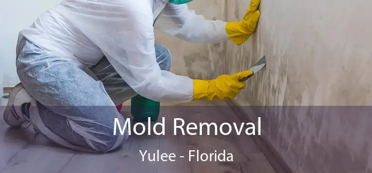 Mold Removal Yulee - Florida