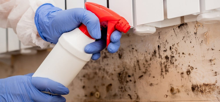 Shower Mold Removal in Highland City