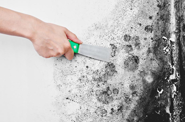 Mold Remediation Green Cove Springs